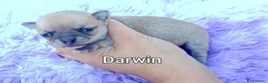 Chihuahua 5