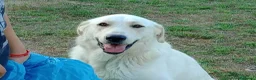 Meticcio cani in regalo: EDO CUCCIOLONE - Annuncio 14