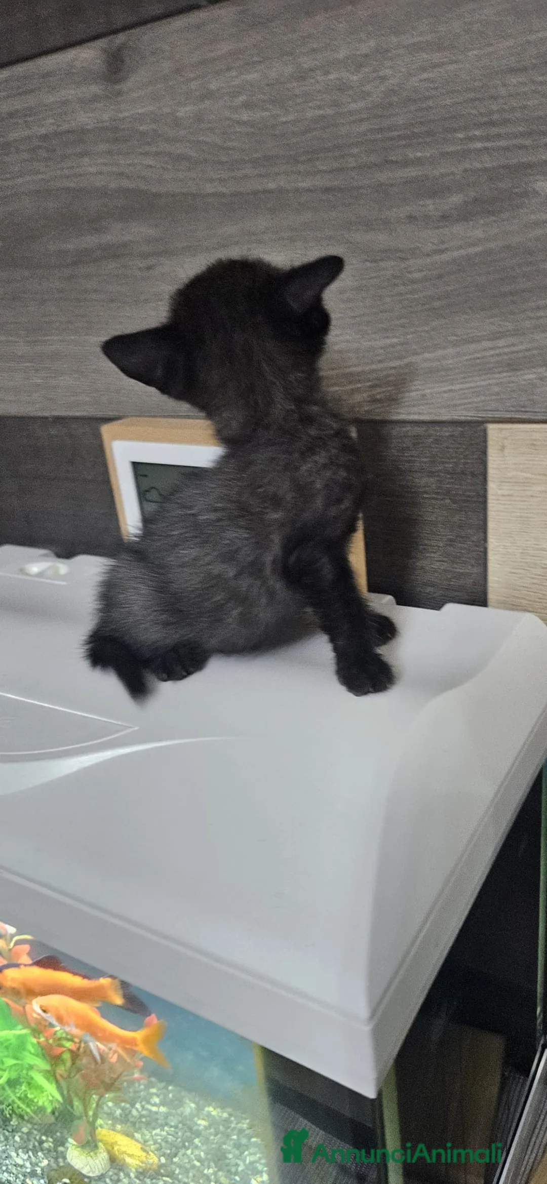 Meticcio gatti in regalo: Gattino di rarissima colorazione - Annuncio 2
