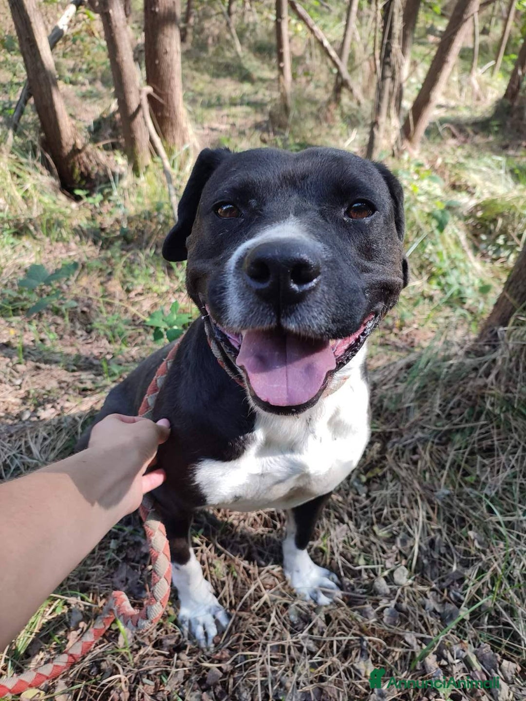 Staffordshire cani in regalo: ROSA, mix STAFFY incredibilmente coccolona! - Annuncio 6