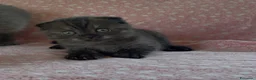 Scottish gatti in vendita: Scottish fold e straight  - Annuncio 5