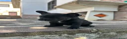 Bulldog Francese cani in vendita: bulldog francese nero tigrato  - Annuncio 9