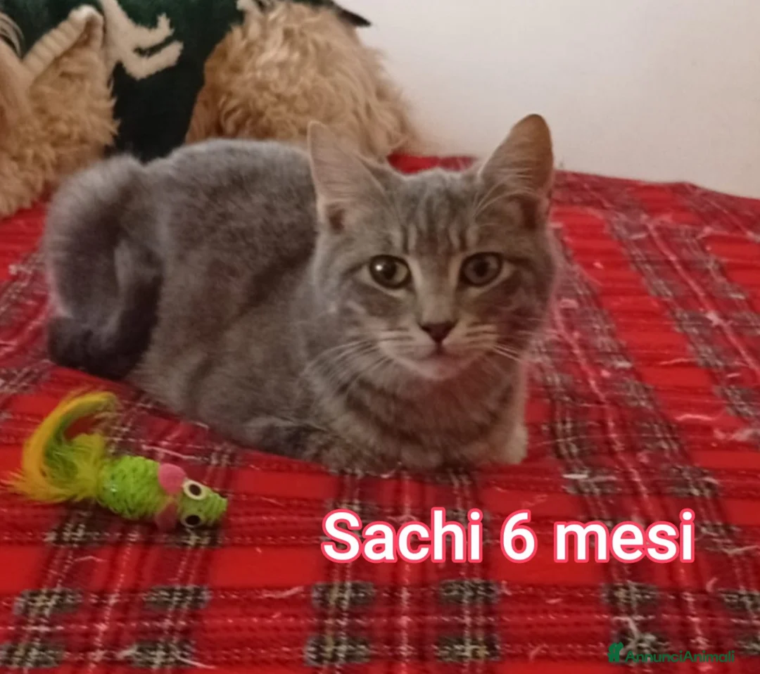 Altre razze gatti in regalo: STUPENDI MICINI, TEMPO SCADUTO  - Annuncio 5
