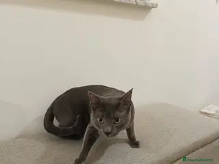 Certosino gatti Piccolo Mayo - Annuncio 1