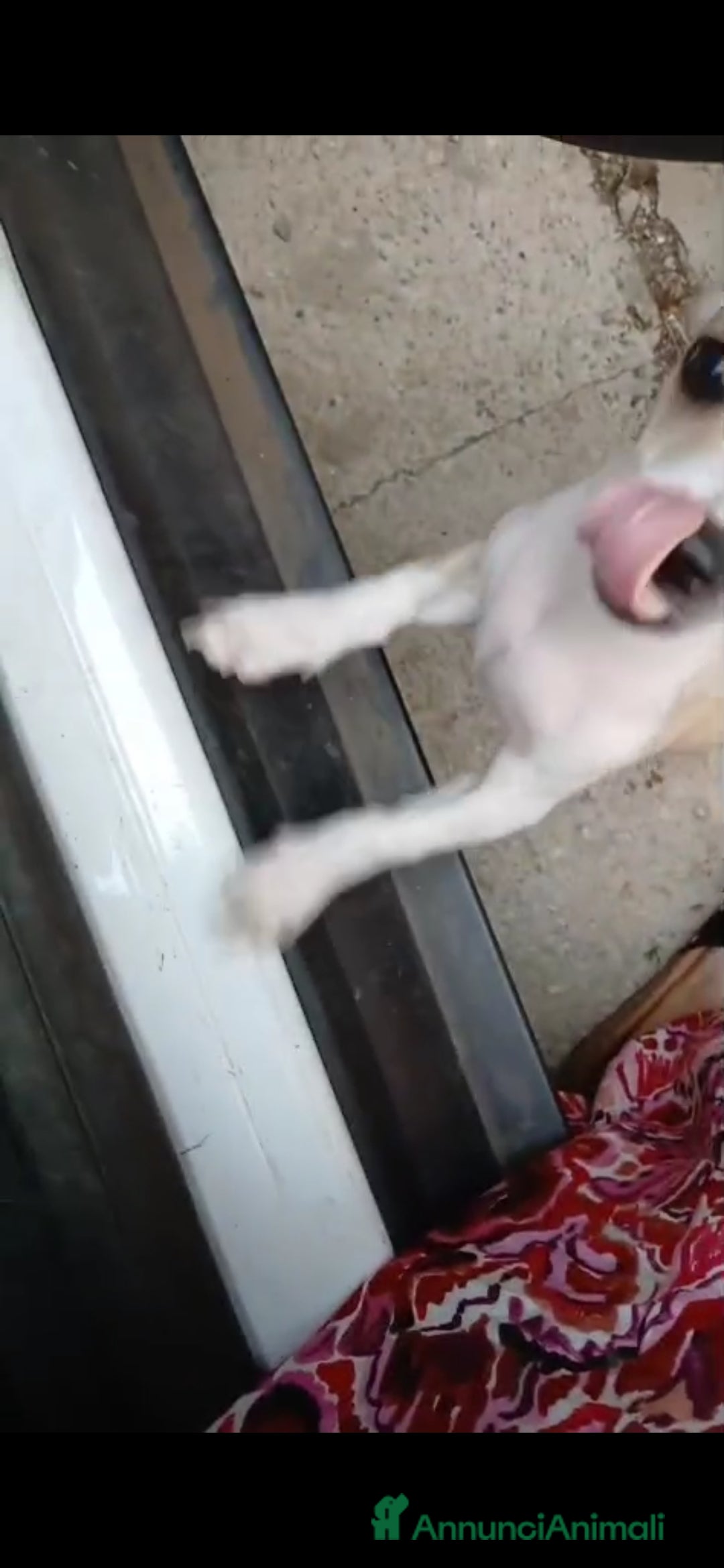 Chihuahua cani in vendita: Cuccioli chihuahua - Annuncio 10