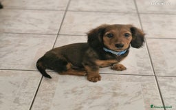 Bassotto cani in vendita: Cucciolo di Bassotto nano a pelo lungo a Città Metropolitana di Genova - Immagine 4