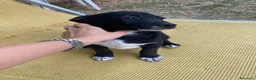 Meticcio cani in regalo: Regalo cucciolo cane nero  a Provincia di Modena - Annuncio 4