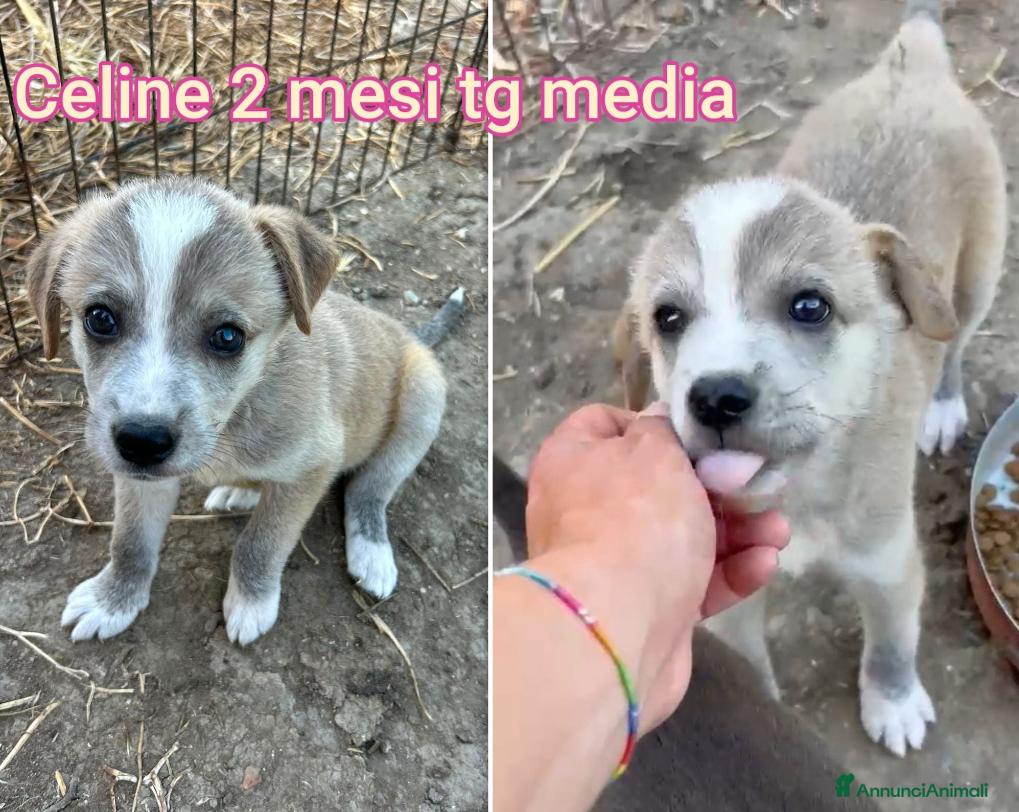 Meticcio cani Servono adozioni x salvarli - Annuncio 2