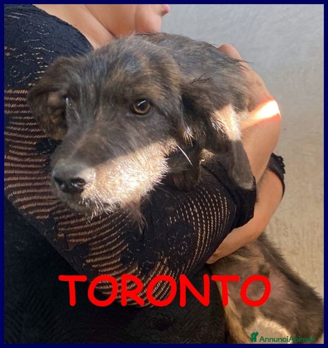 Meticcio cani in regalo: TORONTO 3anni adorabile tigratino - Annuncio 1