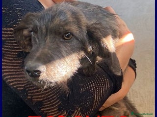 Meticcio cani TORONTO 3anni adorabile tigratino - Annuncio 33