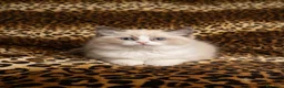 Ragdoll gatti in vendita: Cucciole ragdoll dolcissime  - Annuncio 5