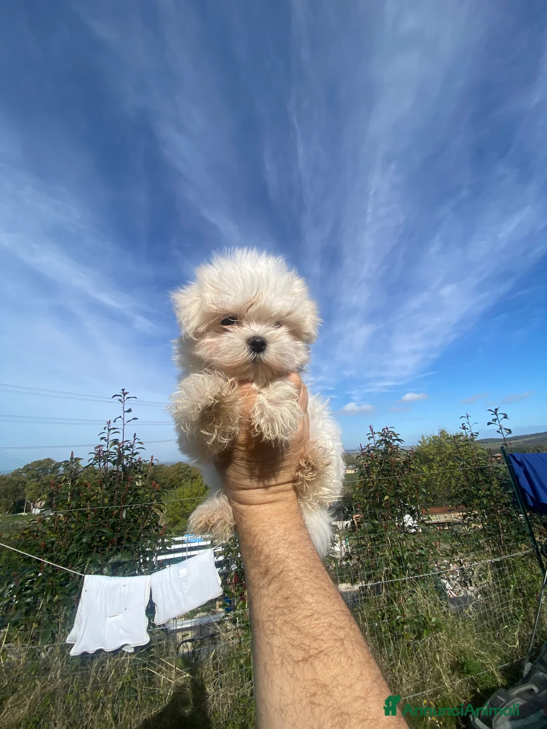 Maltese cani in vendita: Maltese toy - Annuncio 9