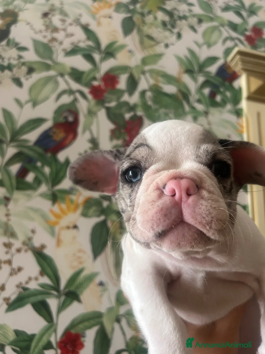 Bulldog Francese cani in vendita: Cucciola di buldolg francese merlee - Annuncio 2