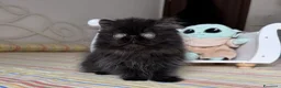Persiano gatti in vendita:  Annarita Oh, Bambina! - Annuncio 6