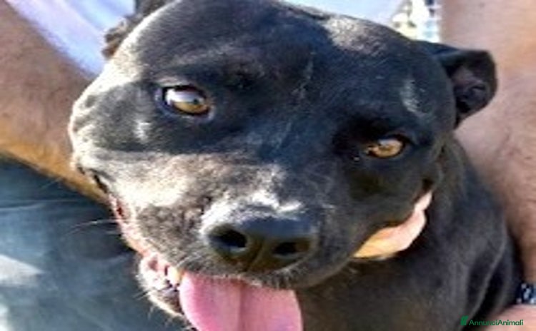 Pitbull cani - Annuncio 9