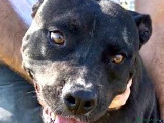 Pitbull cani Jessy, cuore di pit❣️ - Annuncio 15