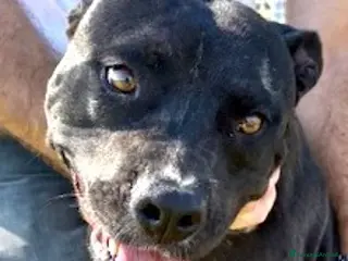 Pitbull cani Jessy, cuore di pit❣️ - Annuncio 2