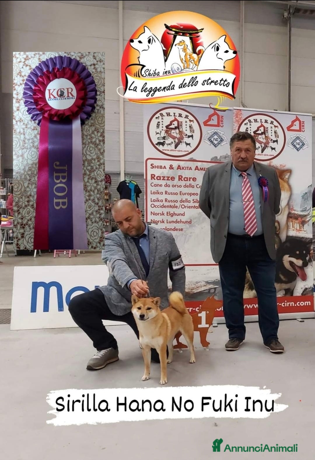 Shiba Inu cani in vendita: Shiba inu recupero spese - Annuncio 1