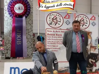 Shiba Inu cani Shiba inu recupero spese - Annuncio 2