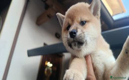 Shiba Inu cani in vendita:  cucciolata di Shiba inu ottima genealogia  - Immagine 2