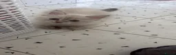 Siberiano gatti in vendita: Splendidi cuccioli siberiani  a Città metropolitana di Milano - Annuncio 3