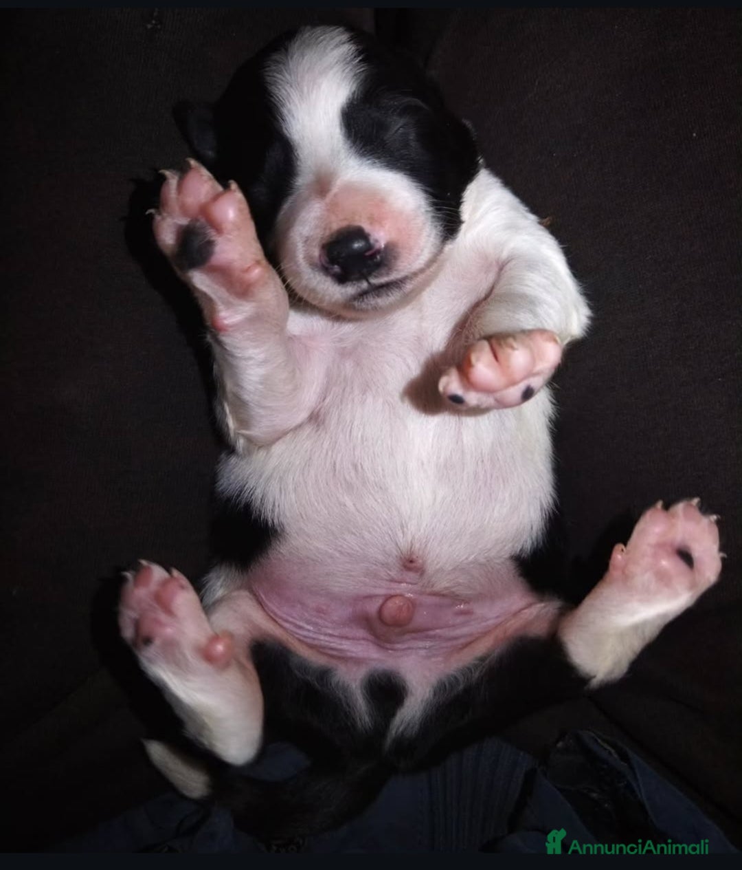 Border Collie cani in vendita: Border Collie  - Annuncio 4