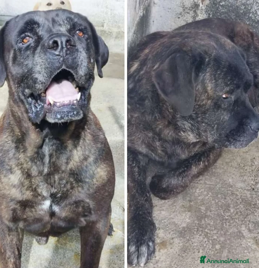 Cane Corso cani in regalo: CORSO MASCHIO E FEMMINA MOLLATI IN CANILE ANNI FA! a Città metropolitana di Milano - Annuncio 3