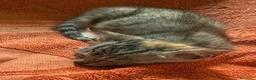 Europeo gatti in regalo: Tigratina  - Annuncio 5