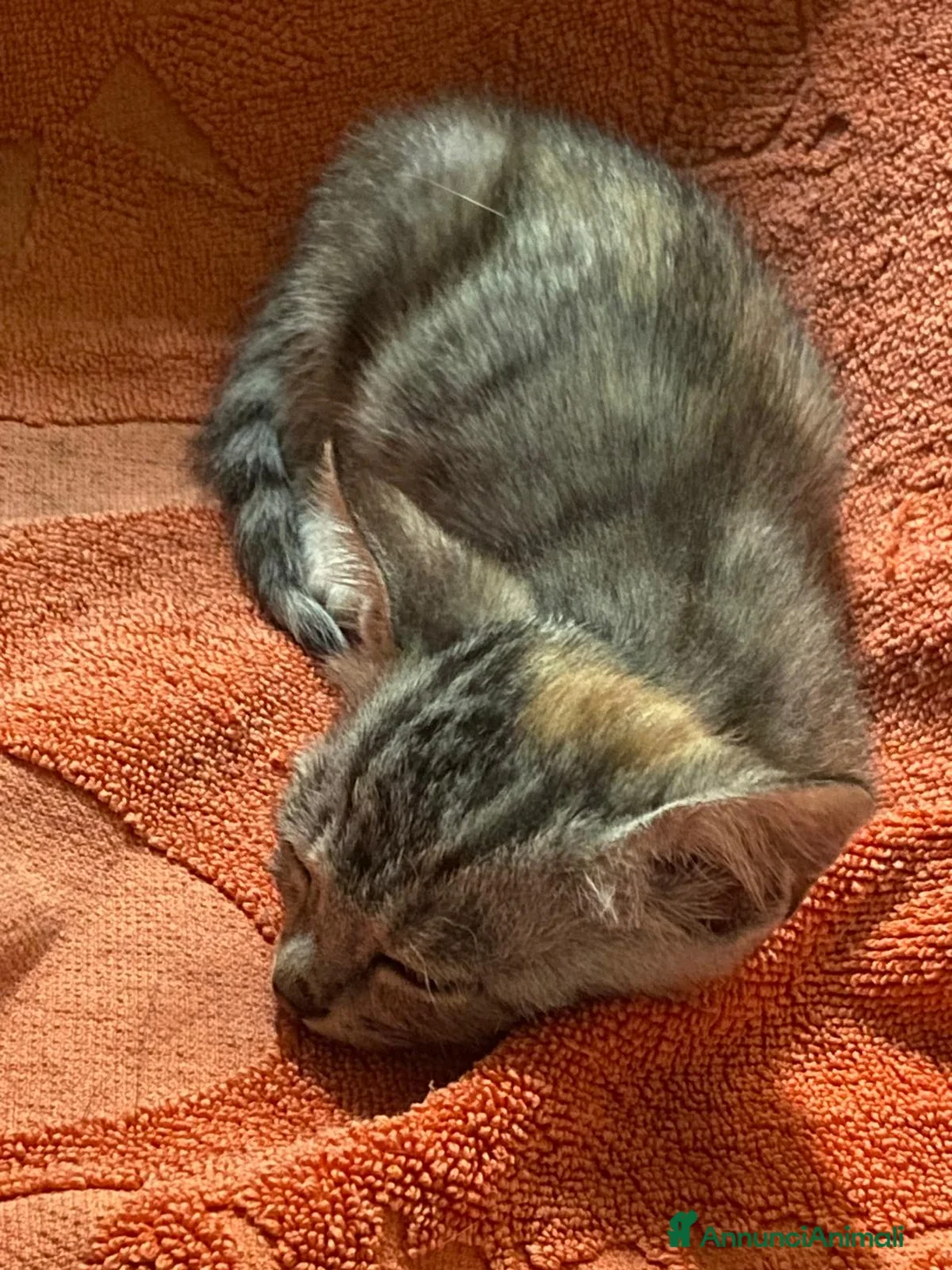 Europeo gatti in regalo: Tigratina  - Annuncio 5