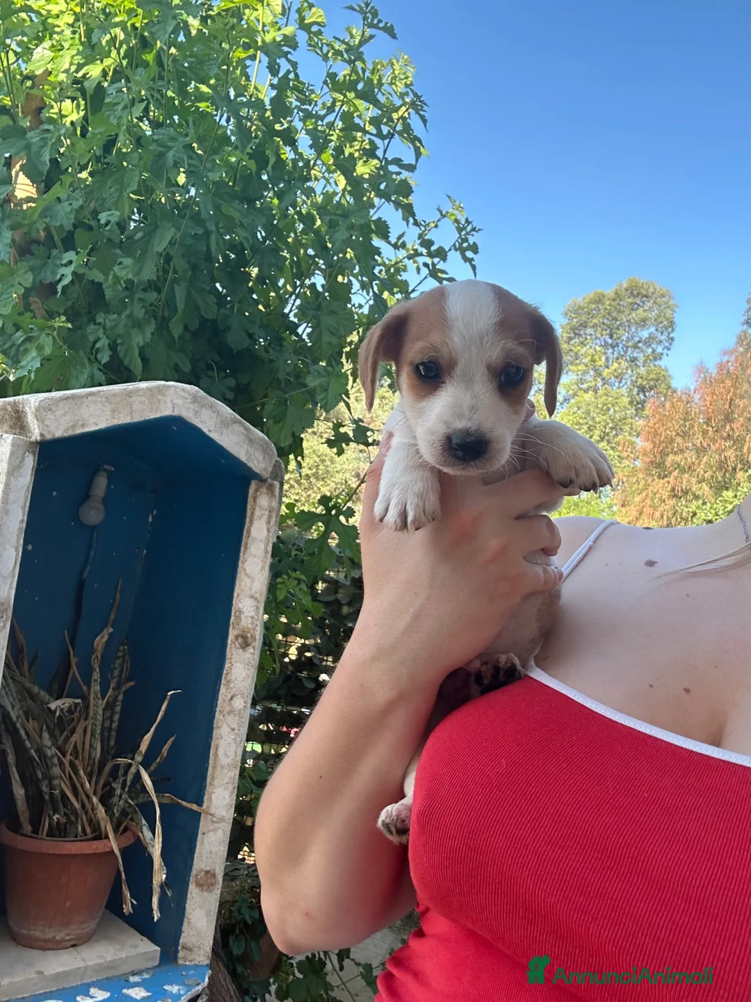 Jack Russell cani in vendita: Jack russell zampa corta a Città metropolitana di Palermo - Annuncio 1