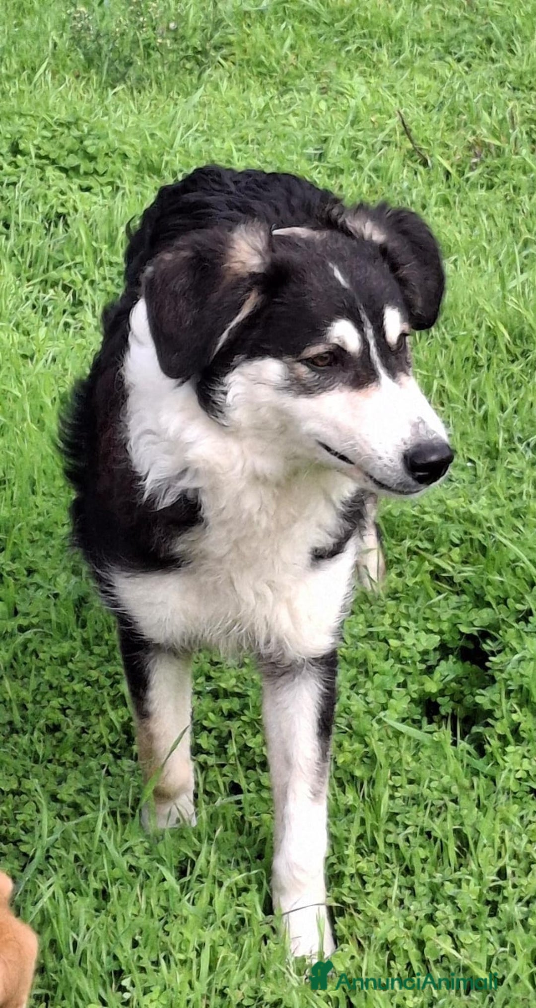 Meticcio cani in regalo: BRETZEL🩷-cucciola. Sta crescendo dietro le sbarre - Annuncio 6