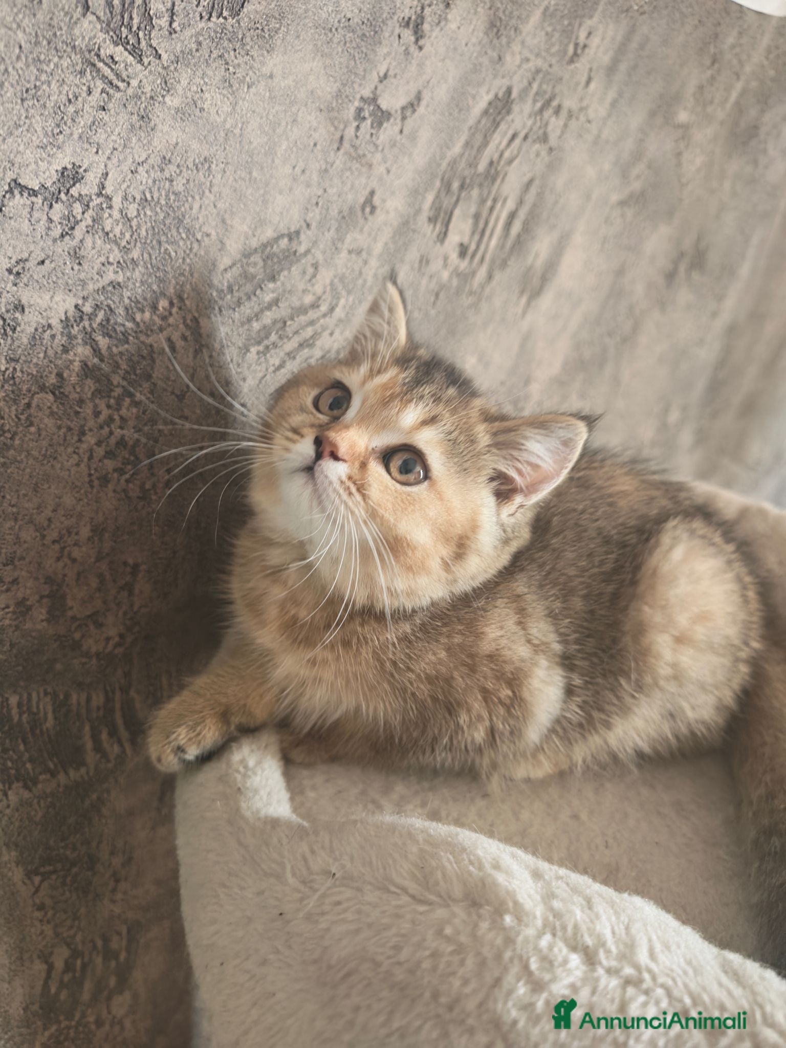 British gatti Cuccioli da genitori British short hair - Annuncio 1