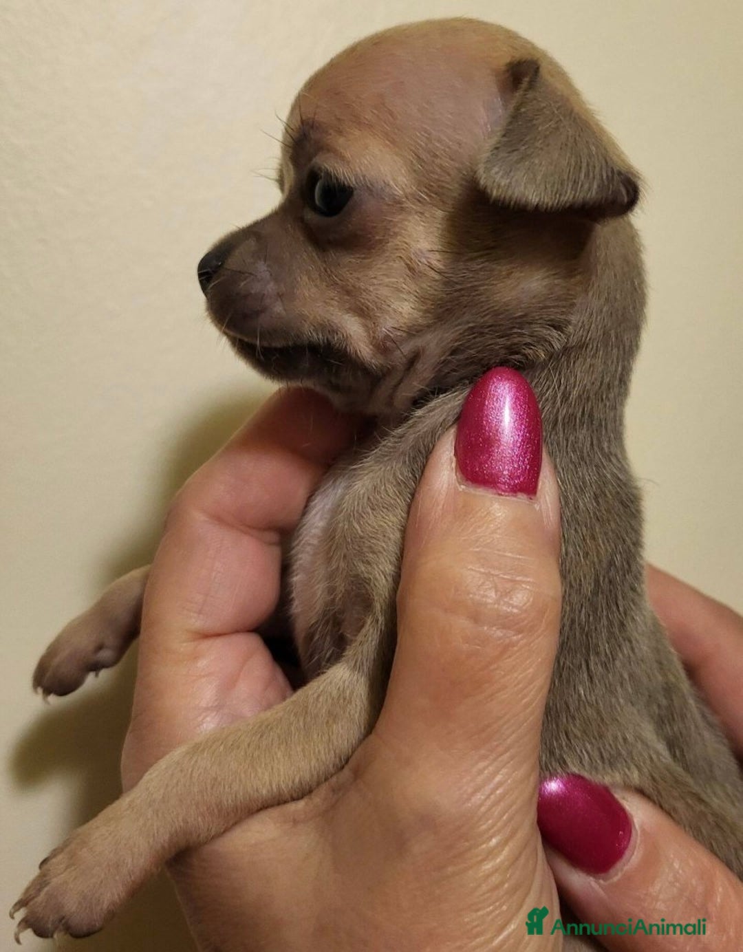 Chihuahua cani in vendita: Extra Mini chiuvava  - Annuncio 2