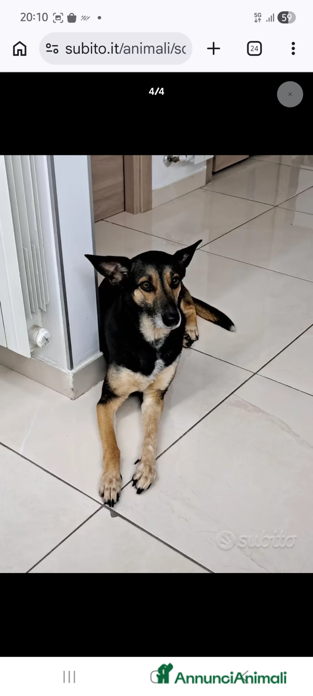 Meticcio cani in regalo: Shila - Annuncio 3