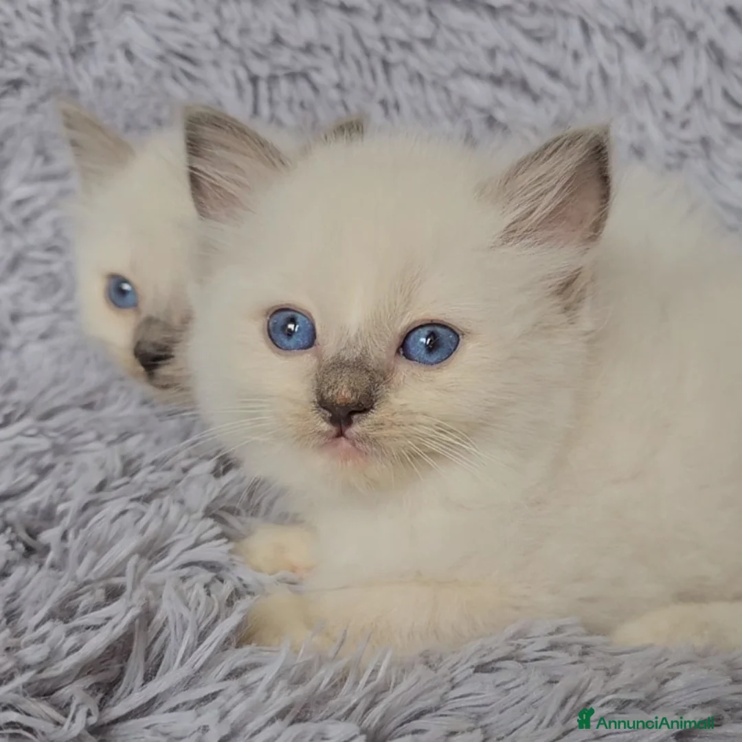 Immagine della galleria {{count}}