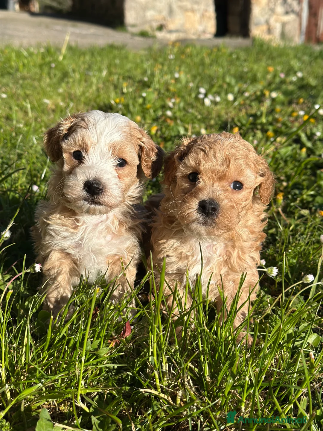 Maltipoo cani in vendita: Cuccioli di Maltipoo - Annuncio 1