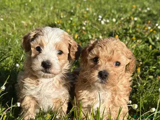 Maltipoo cani Cuccioli di Maltipoo - Annuncio 1