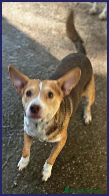 Meticcio cani BALLERINA piena di gioia tg piccola - Annuncio 39