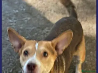 Meticcio cani BALLERINA piena di gioia tg piccola - Annuncio 39