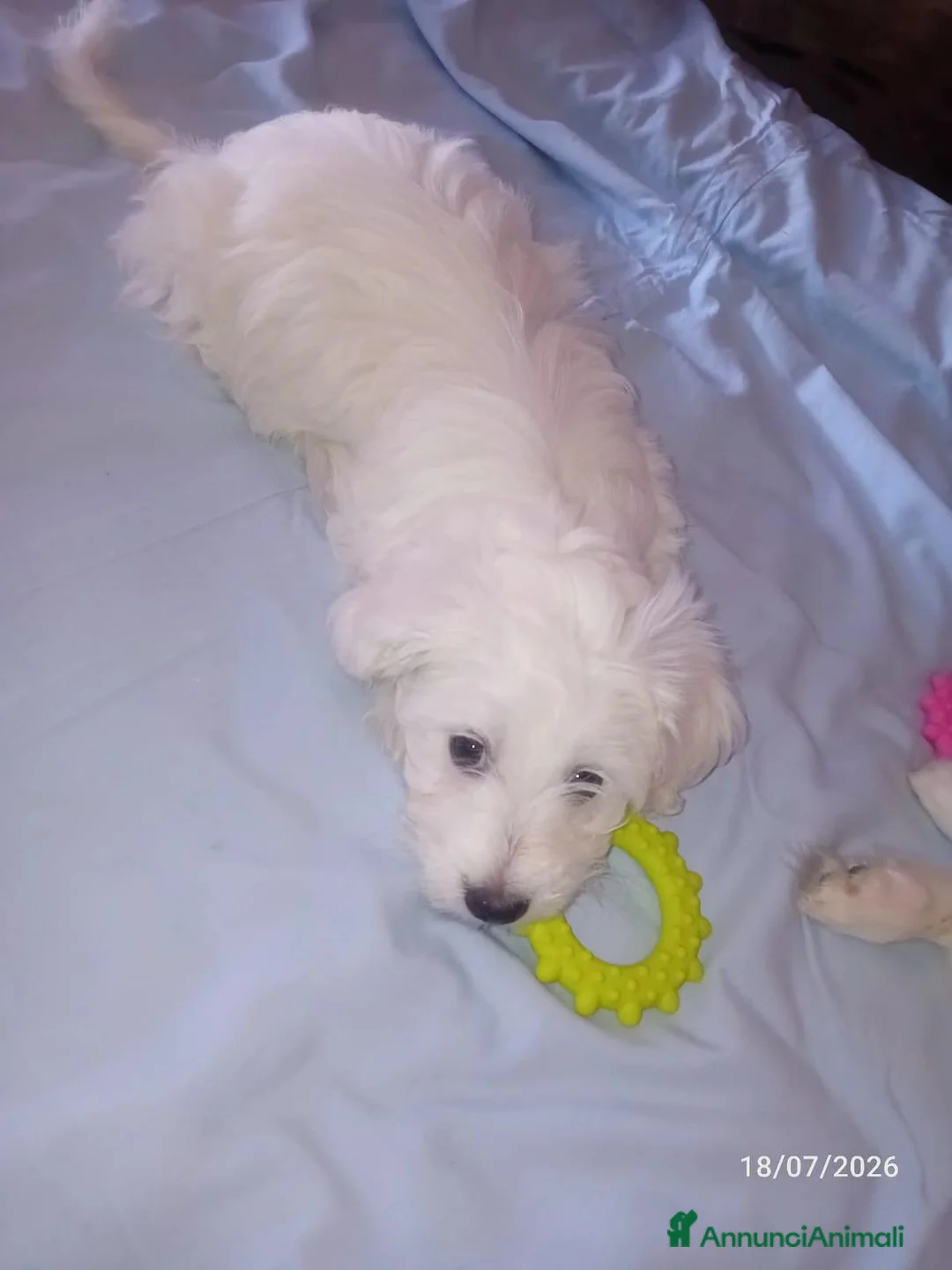 Maltese cani in vendita: Coppia di cagnolini maltesi a Città metropolitana di Reggio Calabria - Annuncio 4