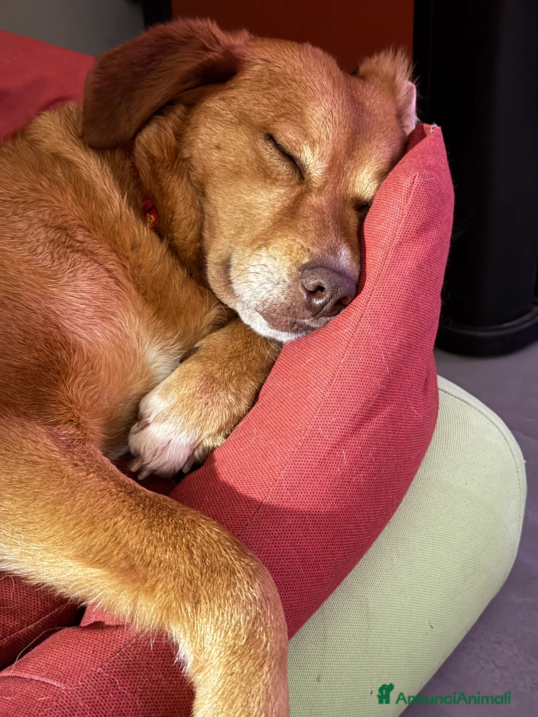 Meticcio cani in regalo: Rossa - Annuncio 2