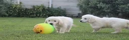 Golden Retriever cani in vendita: Ultimi 2 cuccioli di Golden Retriever con Pedigree - Annuncio 4