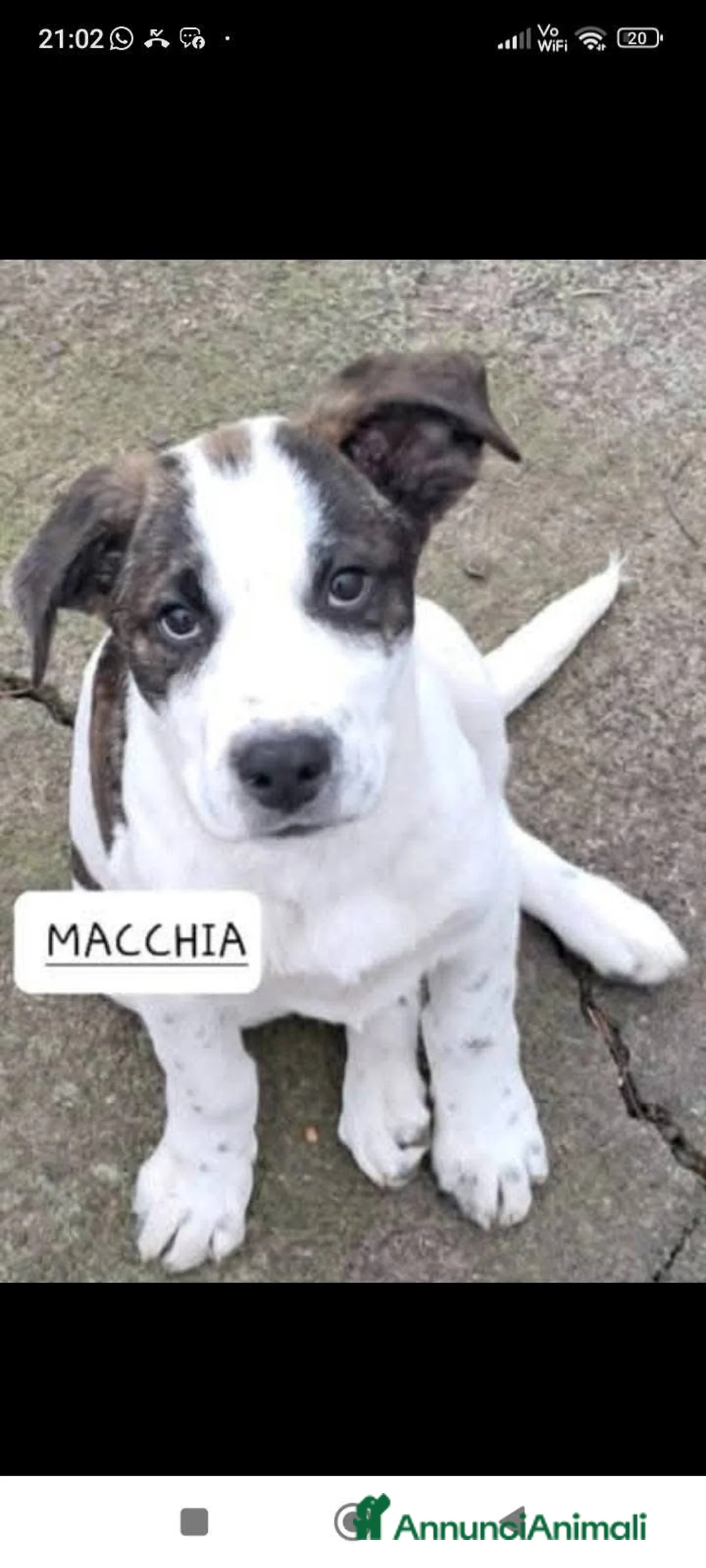 Cane di Mannara cani in regalo: Macchia cucciolo meraviglioso  - Annuncio 1