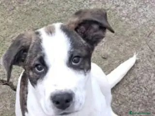 Cane di Mannara cani Macchia cucciolo meraviglioso - Annuncio 14