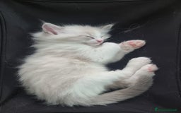 Ragdoll gatti in vendita: ANFI 2 cuccioli Ragodoll disponibili. Milano.. a Città metropolitana di Milano - Immagine 9