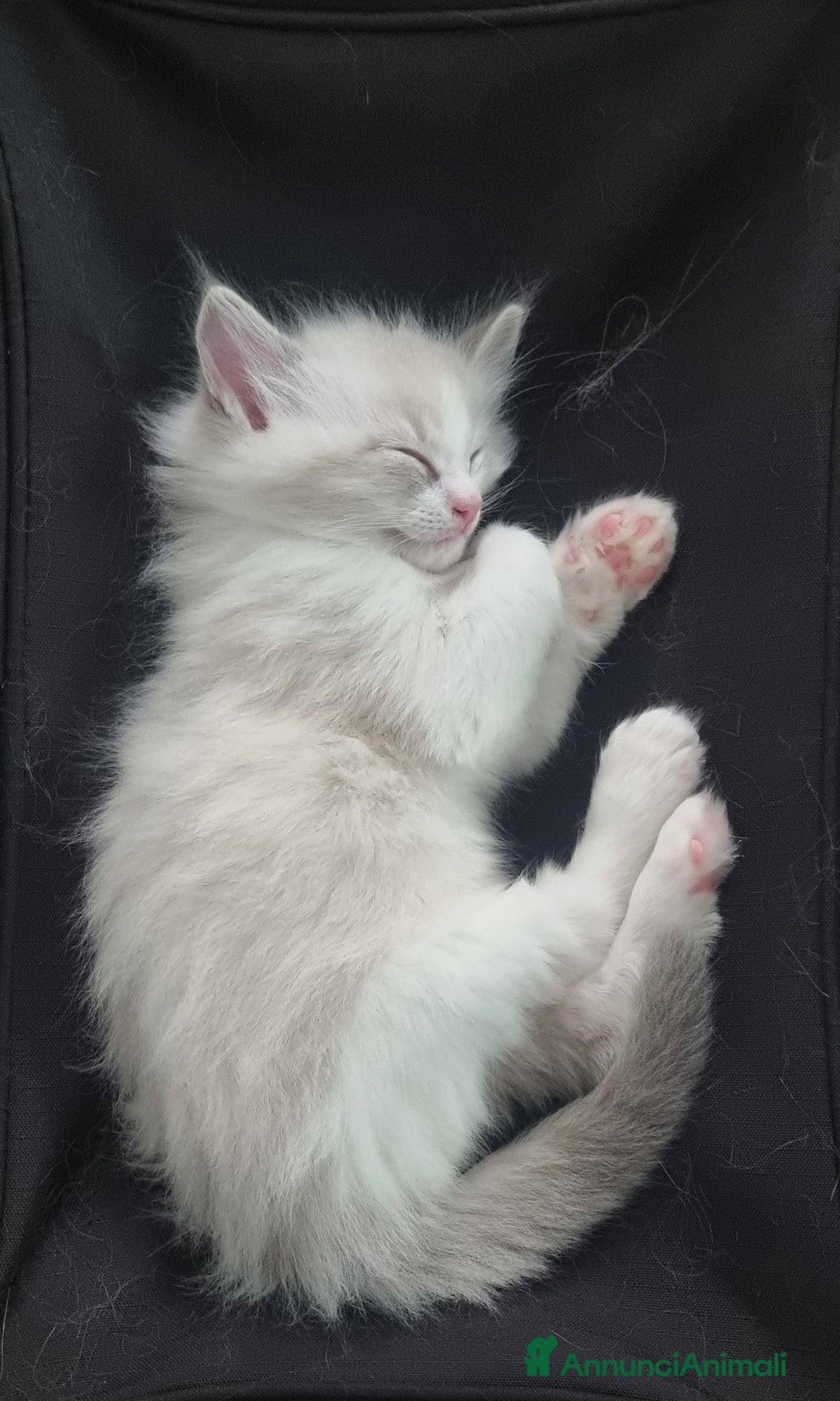 Ragdoll gatti in vendita: ANFI 2 cuccioli Ragodoll disponibili. Milano.. a Città metropolitana di Milano - Immagine 9