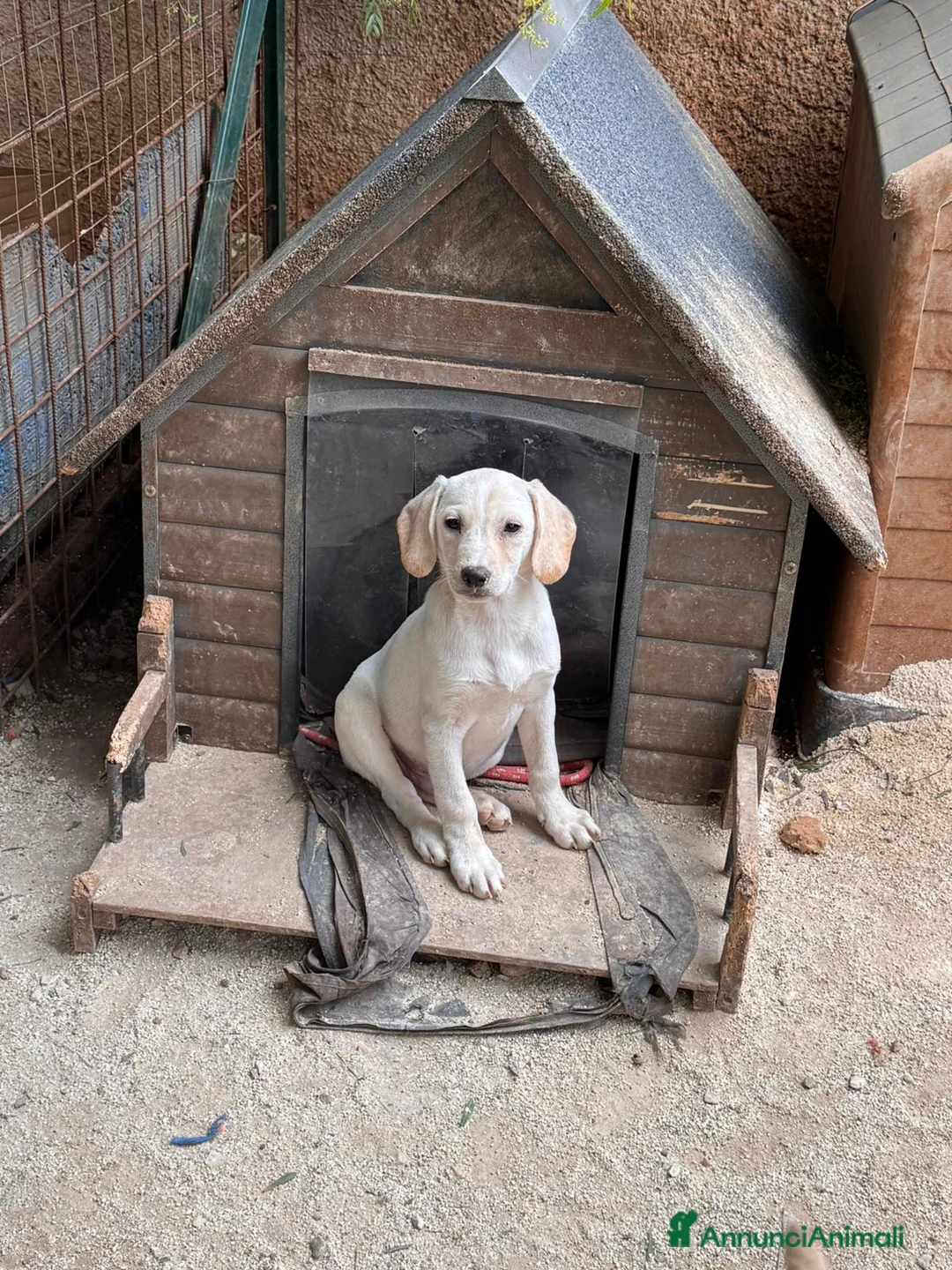 Altre razze cani in regalo: titus e bobby - Annuncio 2