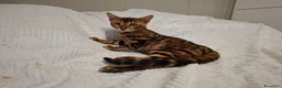 Bengala gatti in vendita: Gattini razza bengala  - Annuncio 11