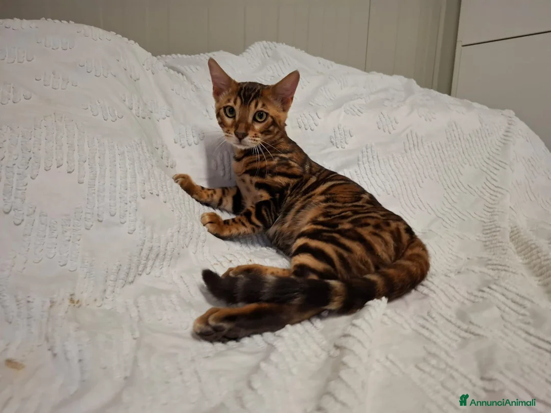 Bengala gatti in vendita: Gattini razza bengala  - Annuncio 11
