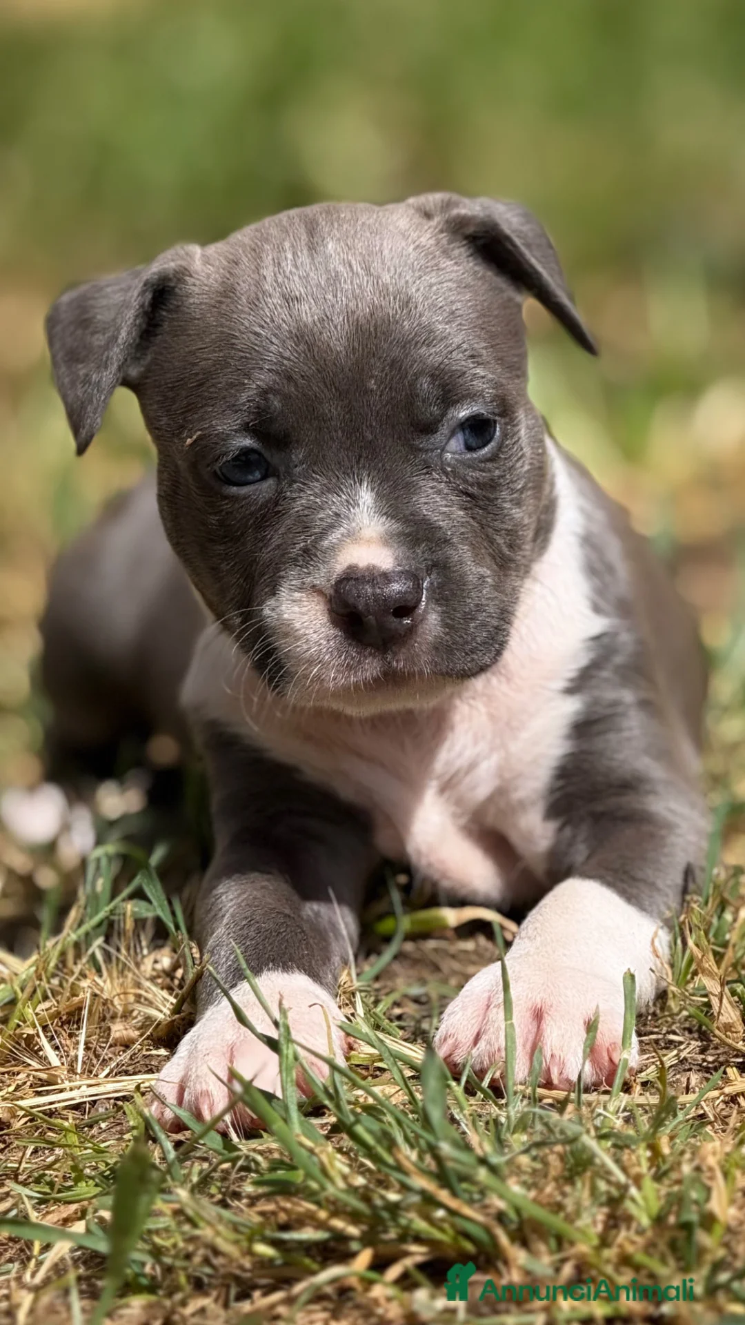 American Staffordshire cani in vendita: Amstaff cuccioli Blu - Annuncio 2